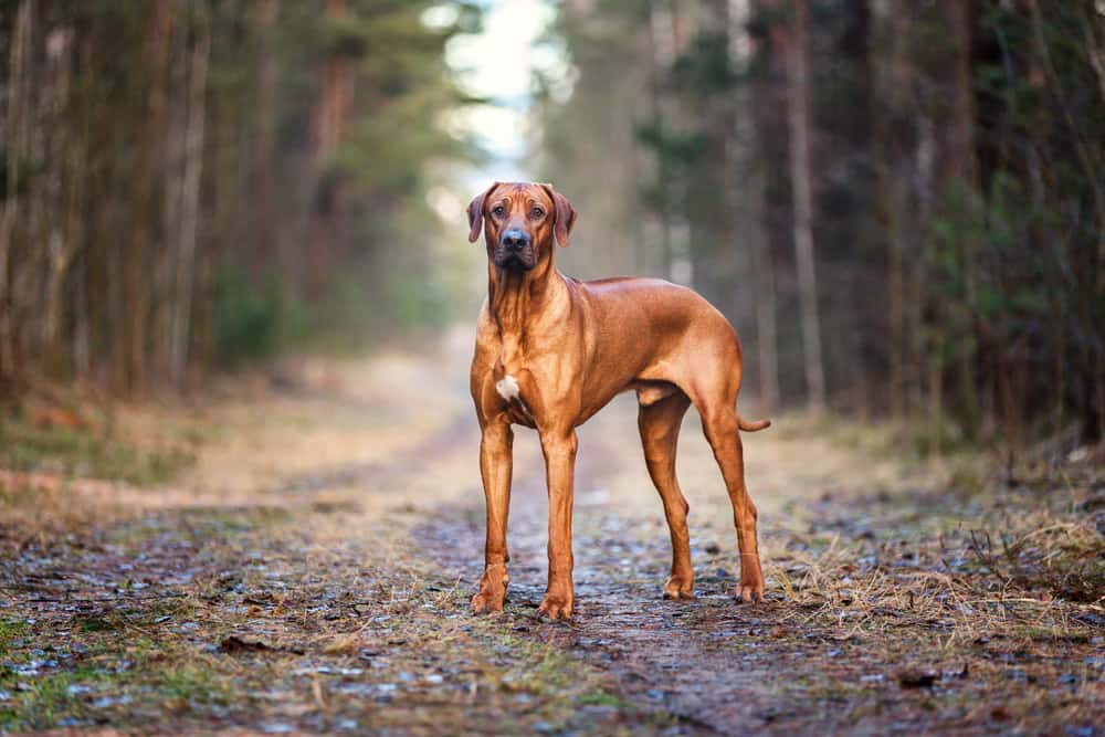 rhodesian ridgeback in forest