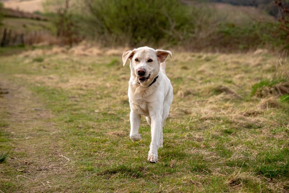 kabrador running in a field