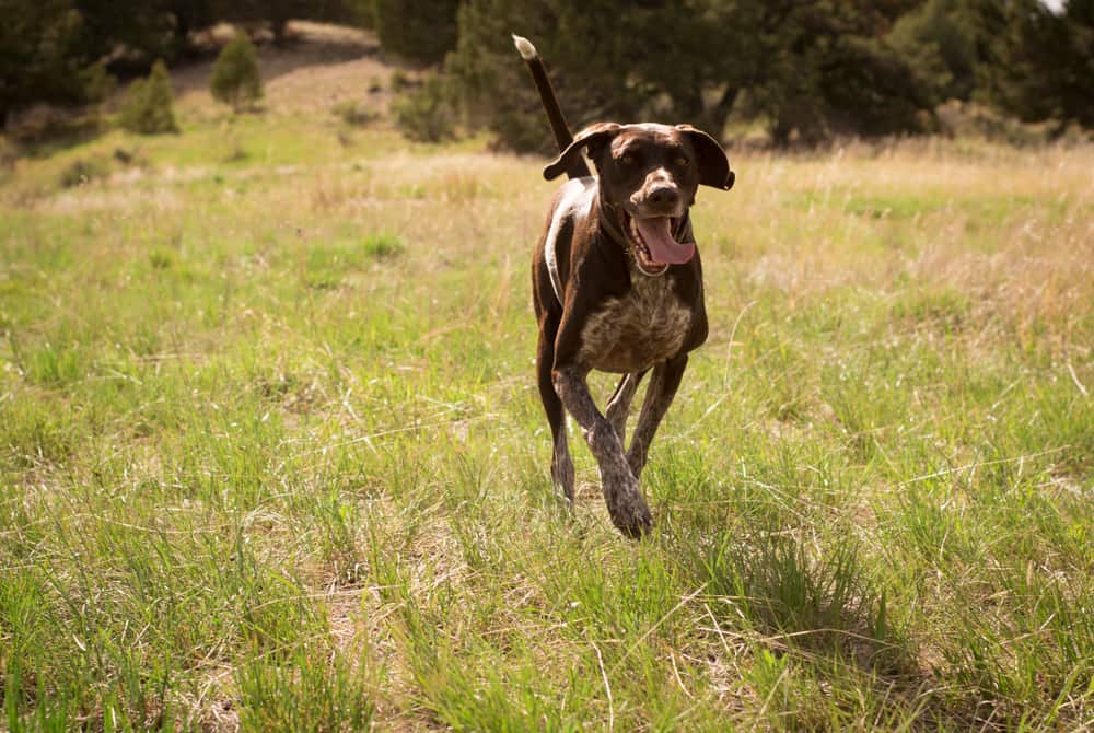 german shorthaired pointer running