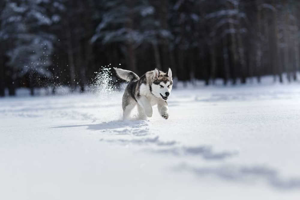 siberian husky running in snow