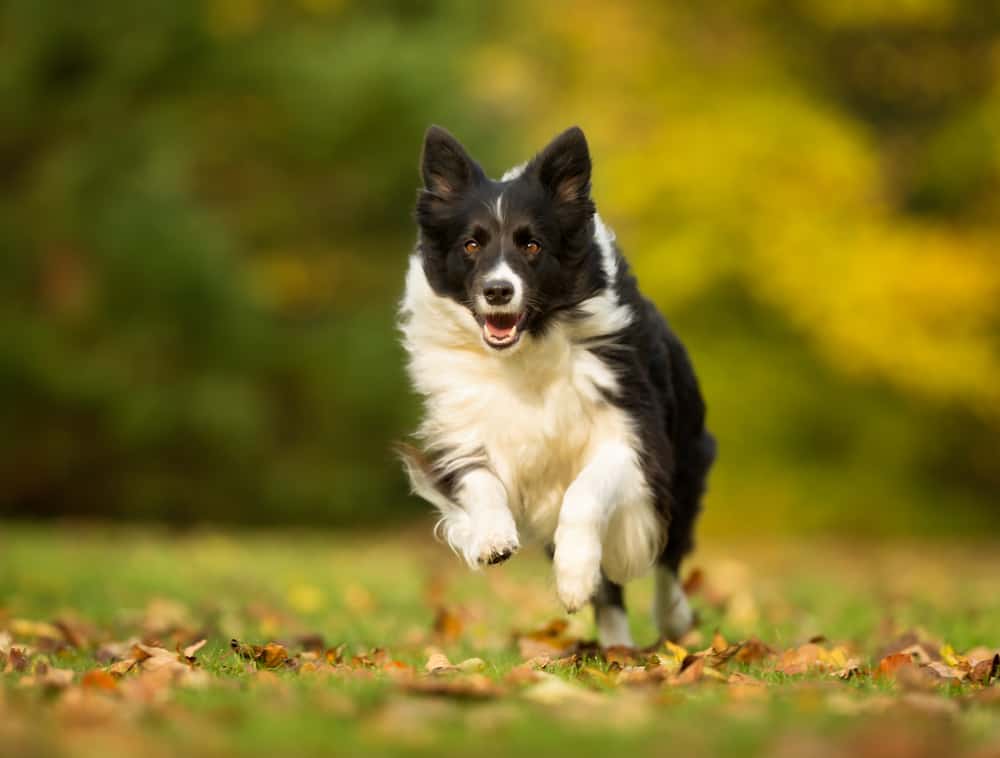 border collie running