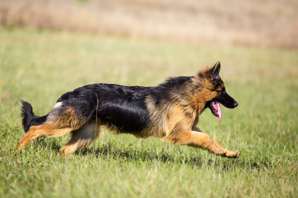 german shepherd running in field