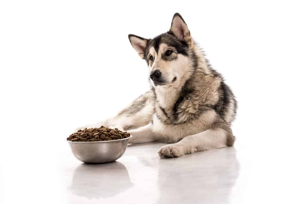 Perplexed husky: “I’m supposed to eat this?”