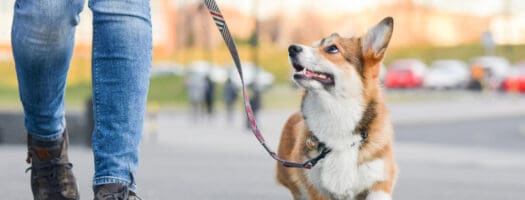 The 10 Best Dog Leashes in 2024