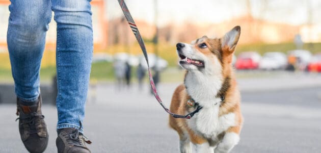 The 10 Best Dog Leashes in 2023