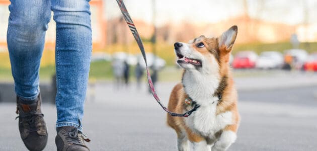 The 10 Best Dog Leashes in 2024