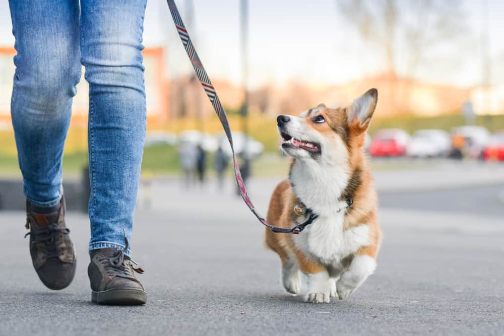 The 10 Best Dog Leashes in 2024 PetMag