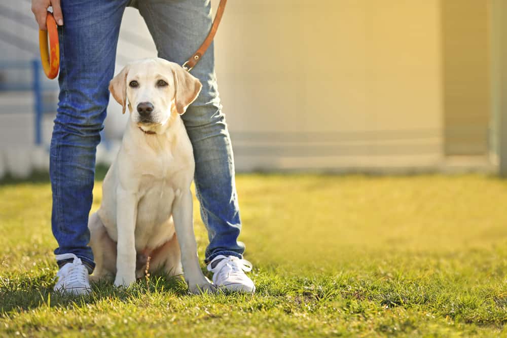 labrador retriever on leash sitting between owner’s legs