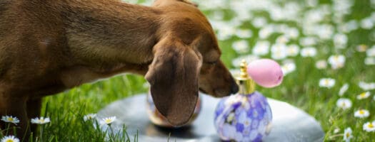 The 10 Best Dog Perfumes and Colognes in 2022