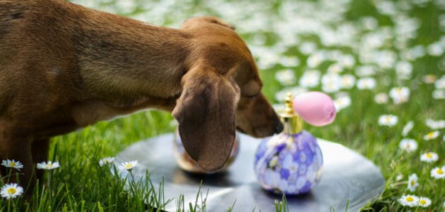 The 10 Best Dog Perfumes and Colognes in 2023