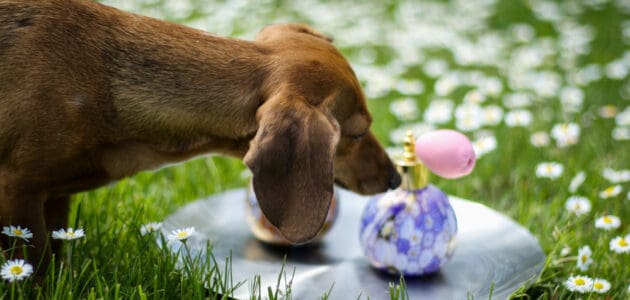 The 10 Best Dog Perfumes and Colognes in 2024