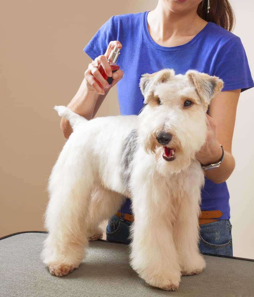 dog being sprayed with cologne