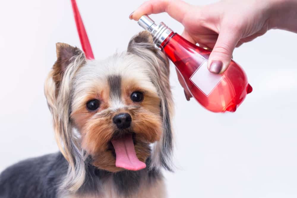 small dog being sprayed with perfume