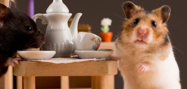 The 13 Best Hamster Foods to Buy in 2025