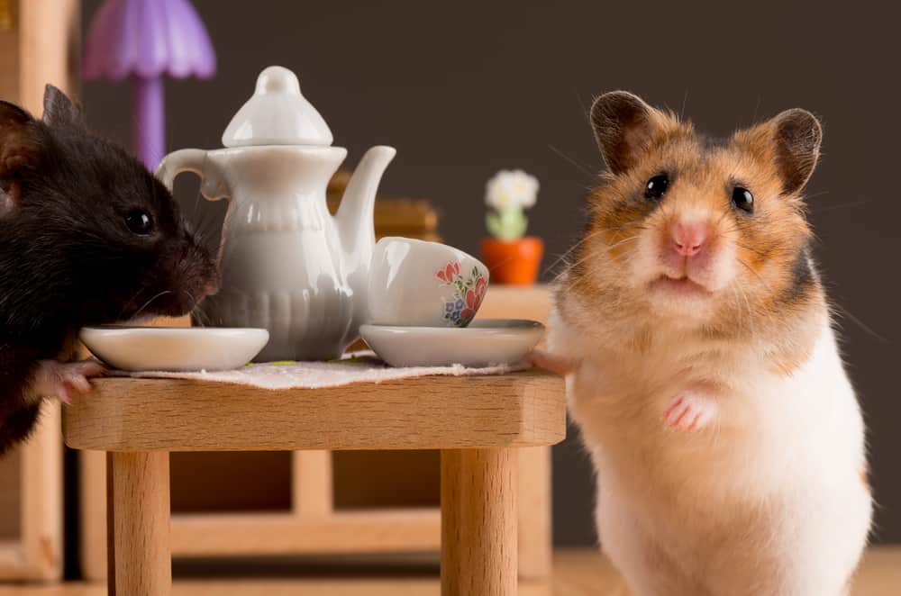The 13 Best Hamster Foods to Buy in 2024 PetMag