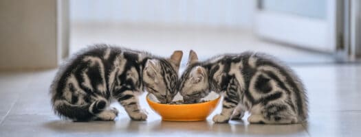 The 10 Best Kitten Foods in 2024