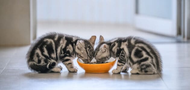 The 10 Best Kitten Foods in 2024