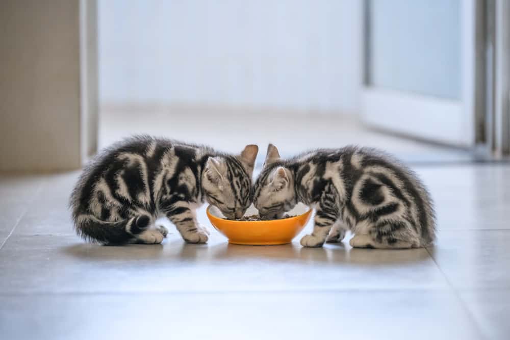 The 10 Best Kitten Foods in 2024 PetMag