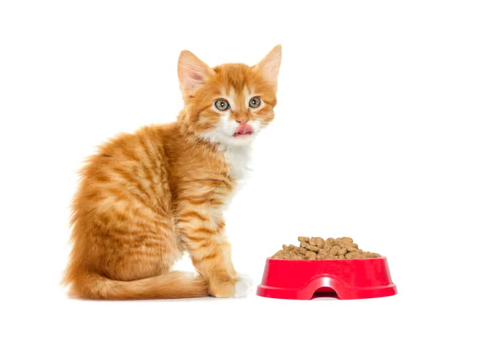 orange kitten eating dry food