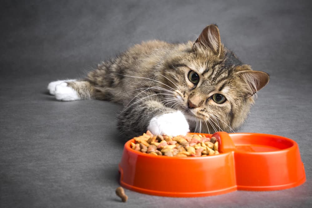 Cat lays on floor with paw in bowl of food