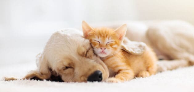 Choosing the Best Dog Breed for Your Cats