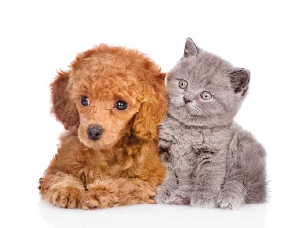 Cavalier King Charles Spaniel and a Maine Coon