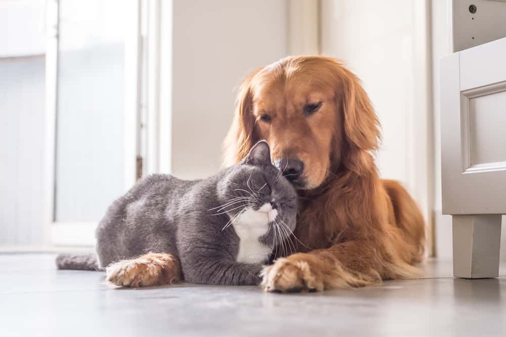 Golden Retriever and British shorthair