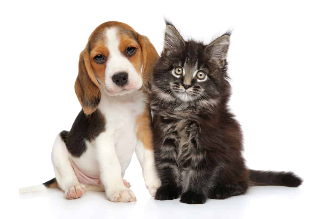 Beagle with kitten