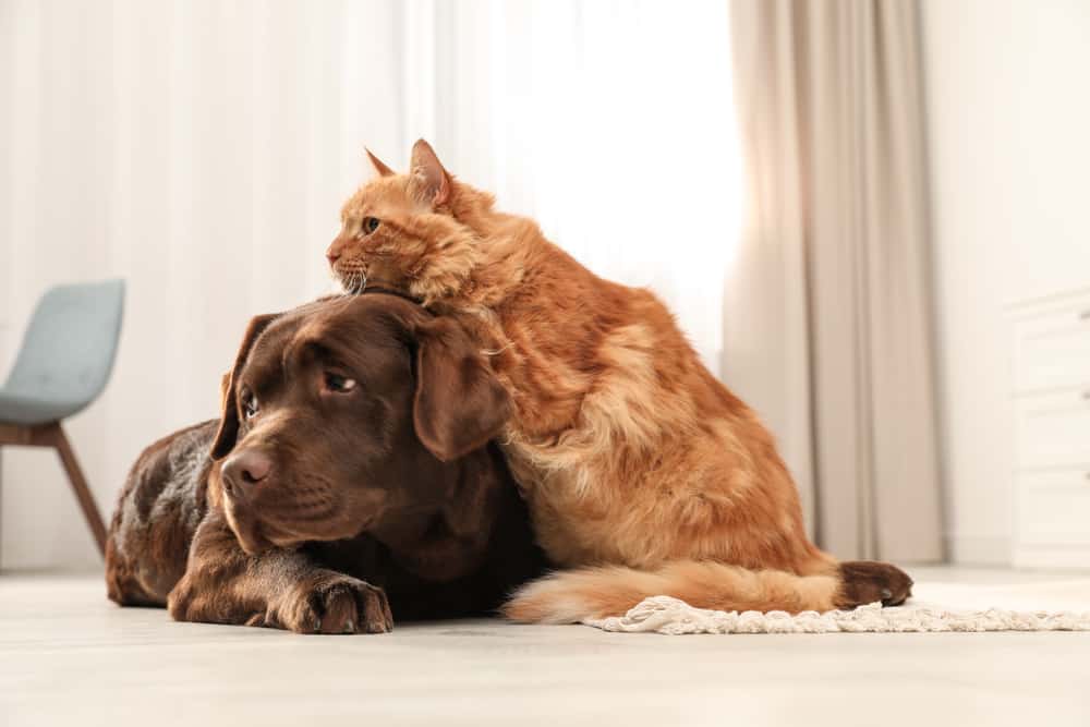 Labrador Retriever with a cat