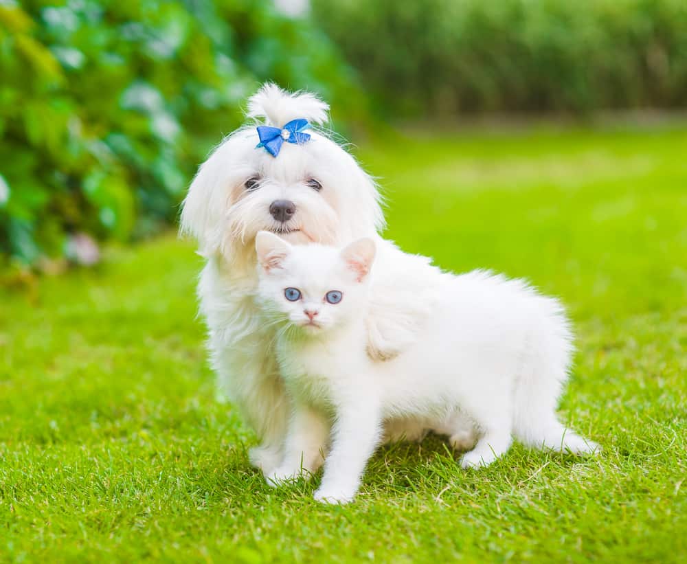 Maltese puppy and chinchilla cat