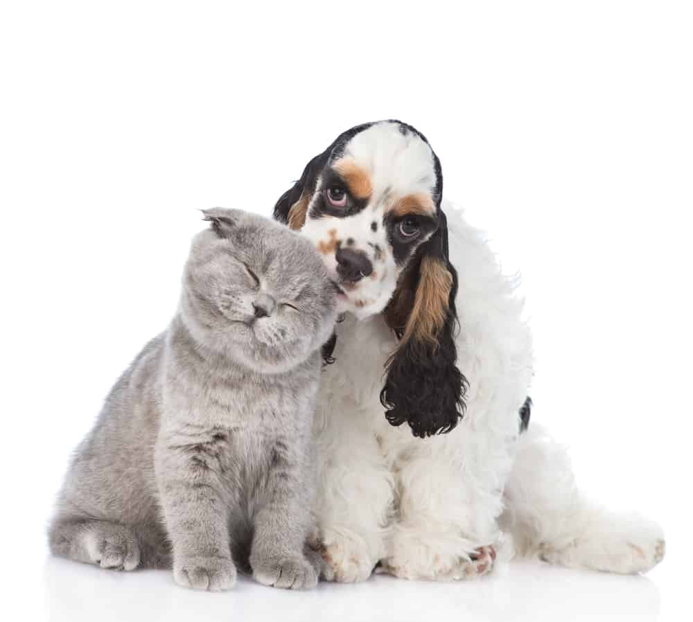 Cocker Spaniel puppy and British shorthair kitten