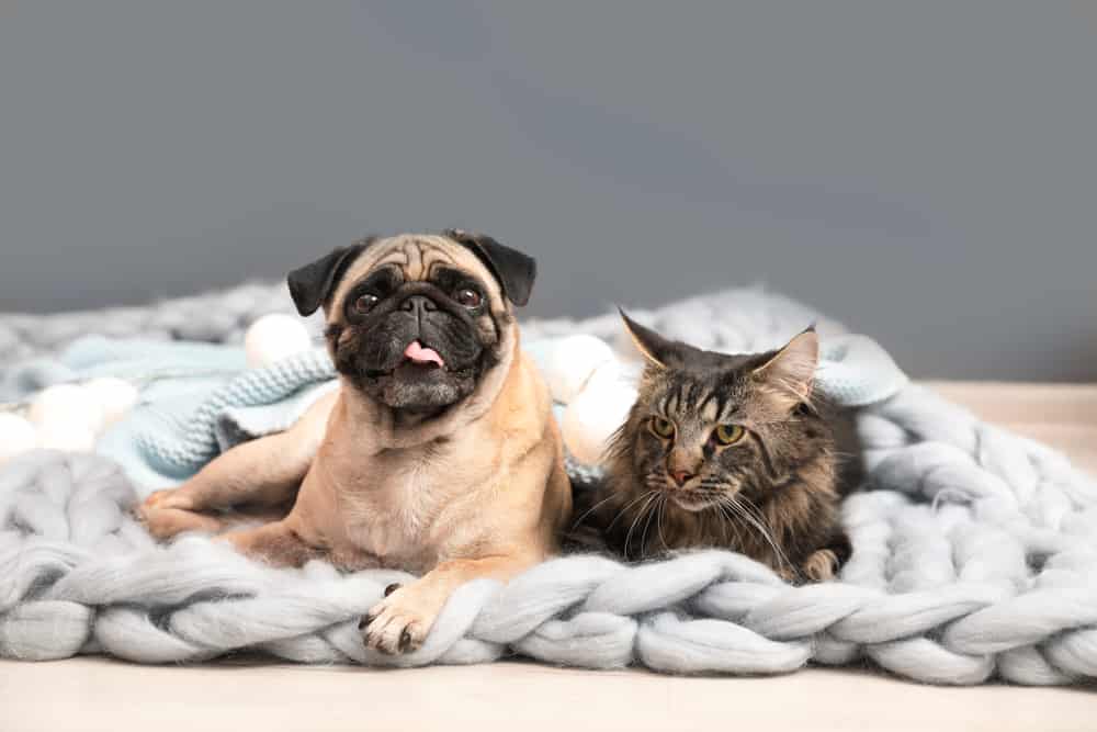 Pug and cat lying on the bed