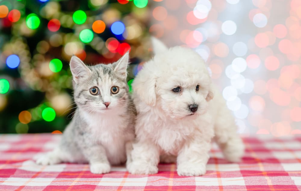 Bichon Frise and a kitten