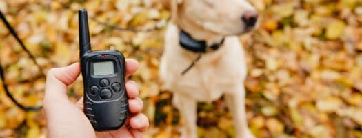 The 10 Best Shock Collars for Dogs to Buy in 2024