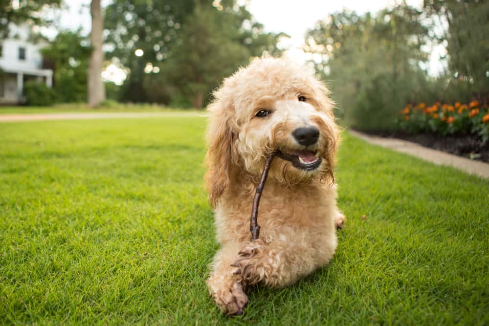 Goldendoodle puppy chewing on stick