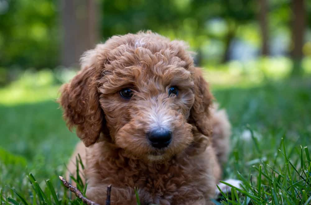 Goldendoodle puppy in the grass