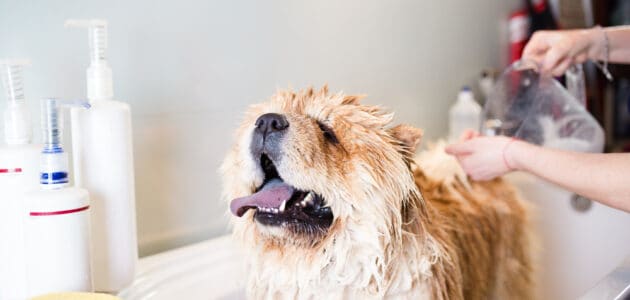 Oatmeal bath for a dog best sale