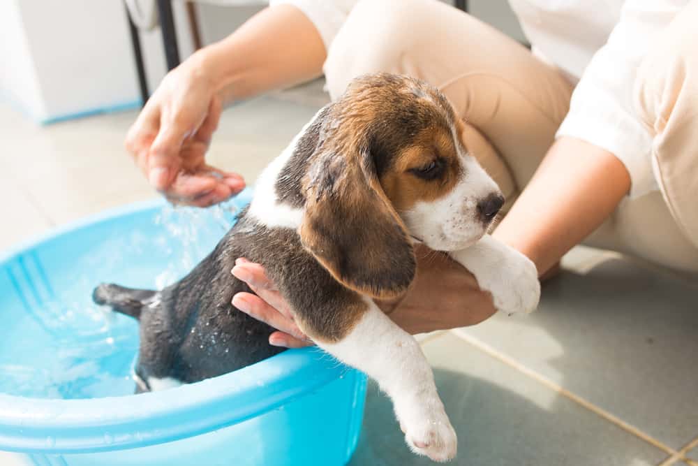 beagle puppy being given oatmeal bath