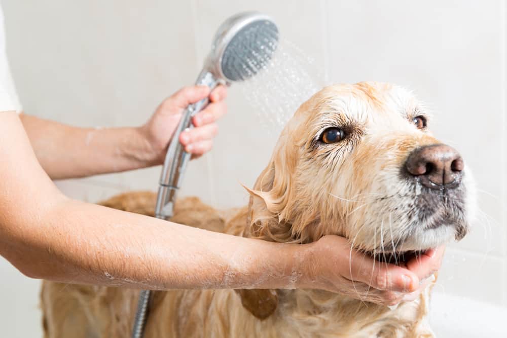 golden retriever rinsed by shower head