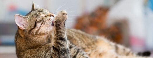 How to Stop Your Cat From Overgrooming