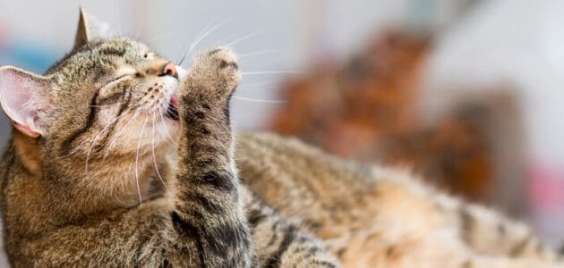 How to Stop Your Cat From Overgrooming