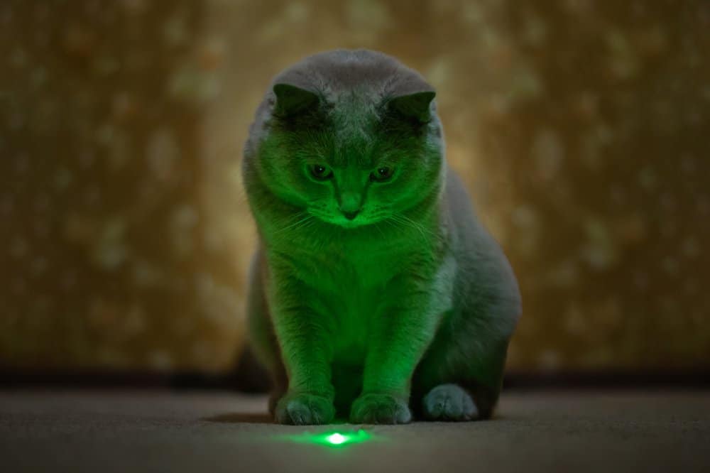 cat playing laser chase