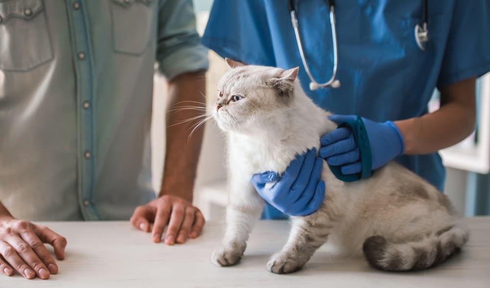 cat at the vet