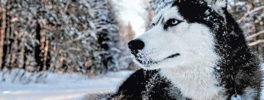 The 13 Best Dog Food for Huskies to Buy in 2024