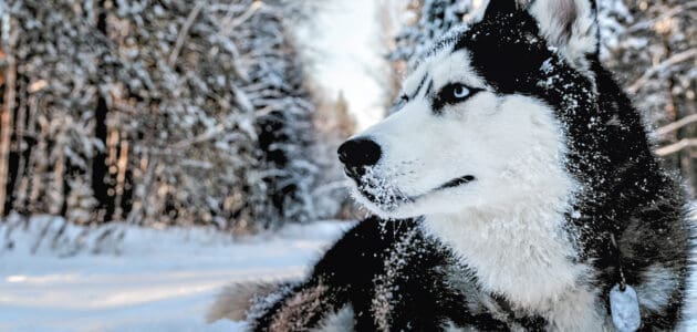 The 13 Best Dog Food for Huskies to Buy in 2024