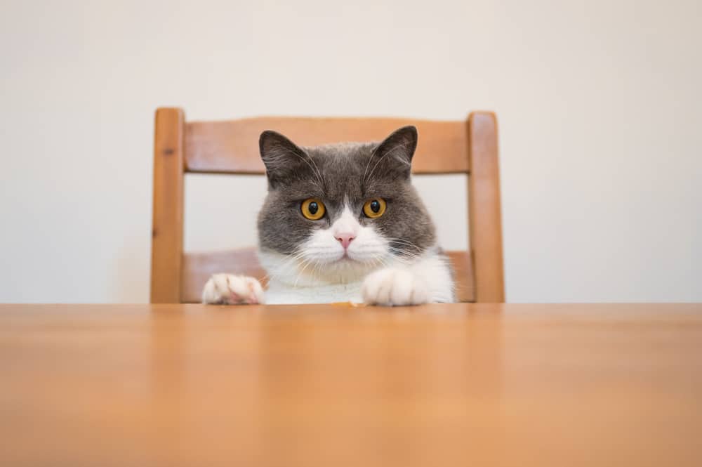 cat getting up on table