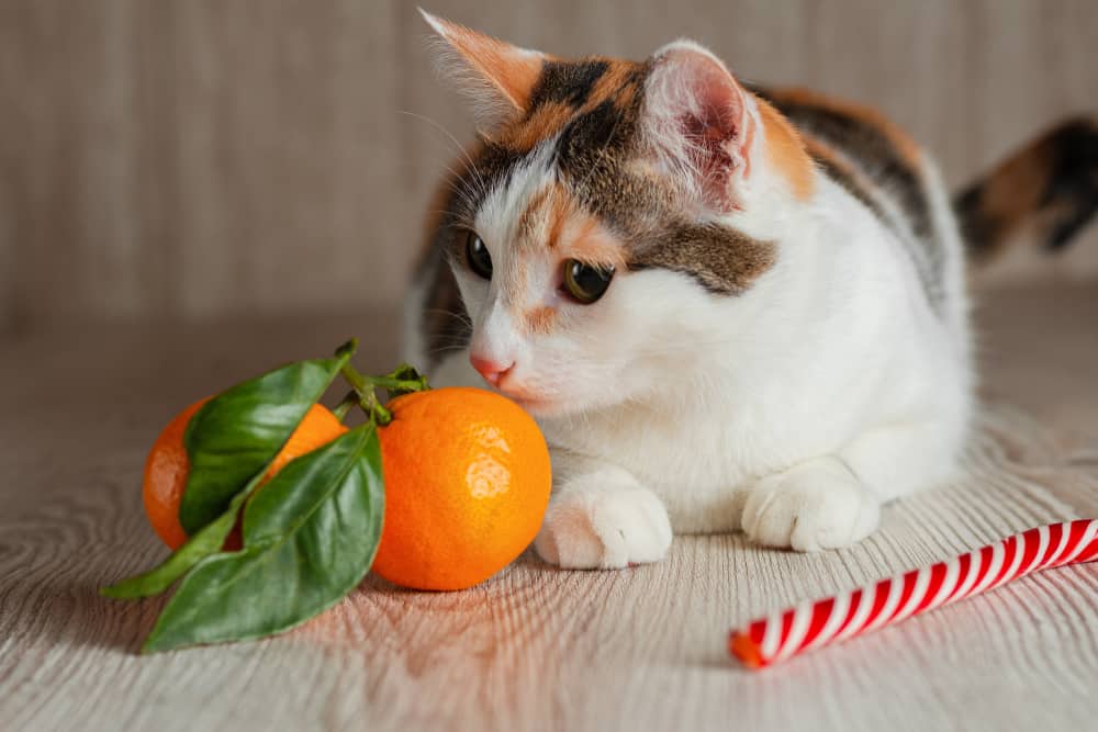 cat sniffing mandarin