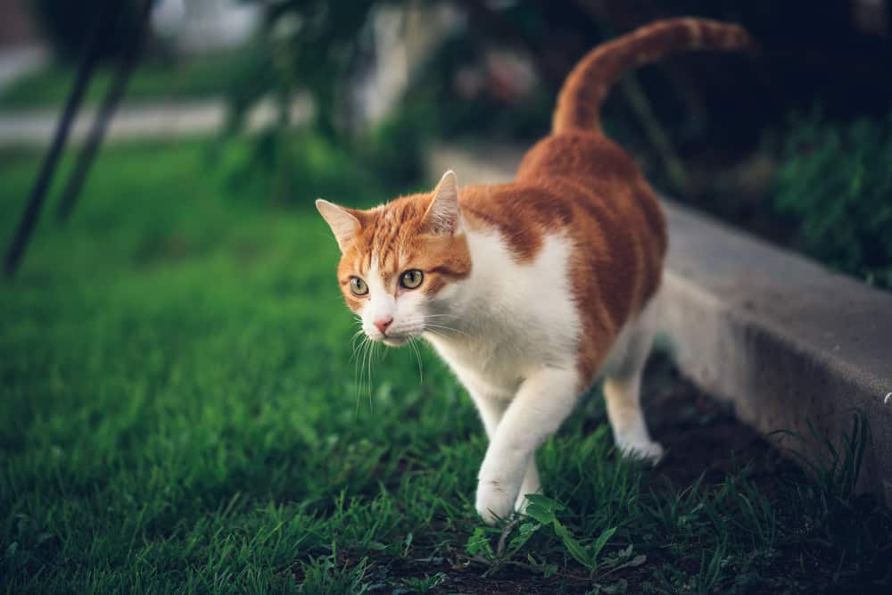 cat walking in yard