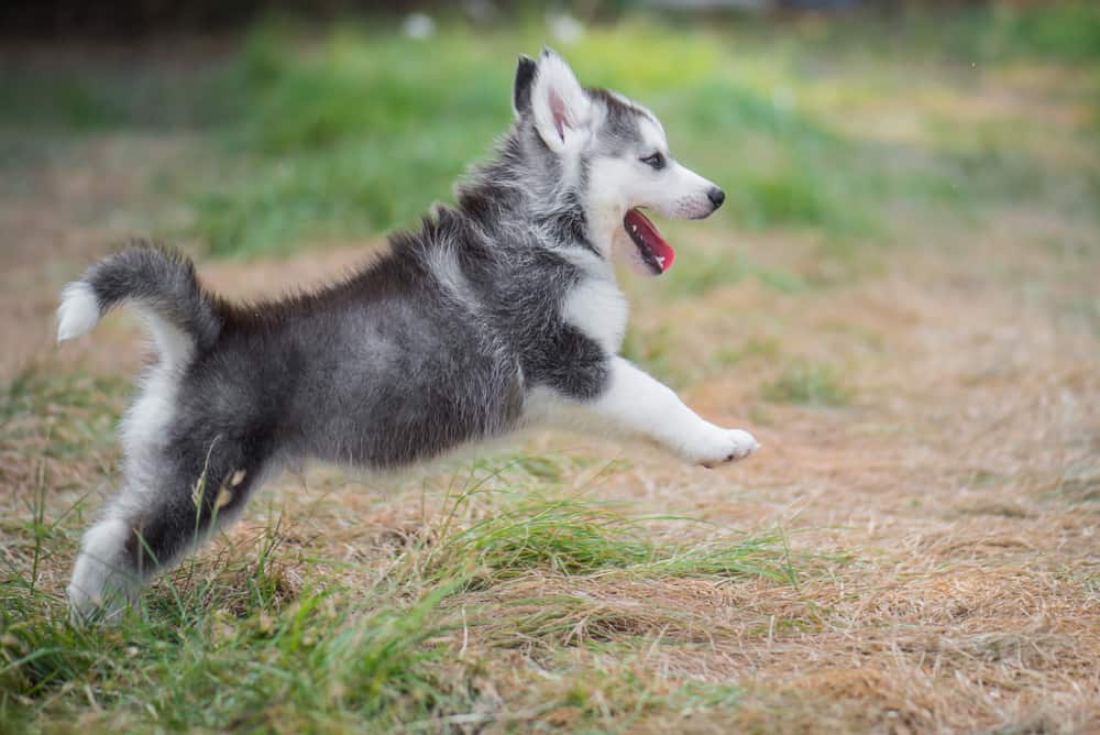 Siberian husky pup full of energy
