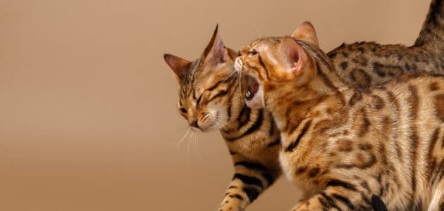 Why Cats Hiss at New Kittens and What You Can Do About It